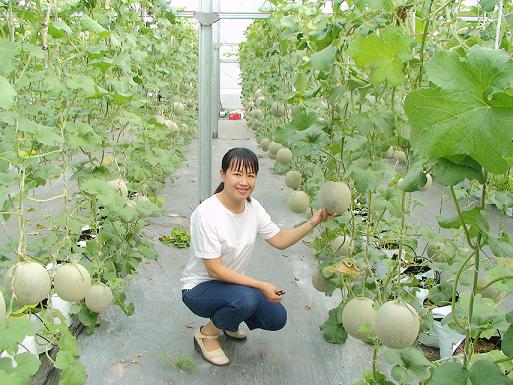 Mô hình trồng dưa lưới theo tiêu chuẩn vietgap của chị Văn Thị Cẩm Lệ  xã An Tịnh Trảng Bàng