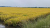 Trảng Bàng Thực hiện dự án liên kết sản xuất, xay xát  và tiêu thụ lúa gạo chất lượng cao